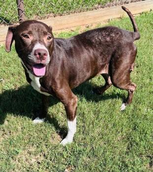 GRACIE -  Pit Bull Terrier and Labrador Retriever Dog for Adoption in Grovetown, Georgia - GRACIE | PetCurious