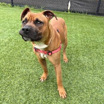 Mixed Breed Dogs Available for Adoption in Pittsburgh, Pennsylvania - Puddle | PetCurious