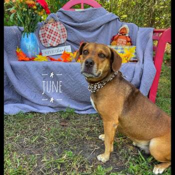 June -  Mixed Breed Dog for Adoption in Sarasota, Florida - June | PetCurious