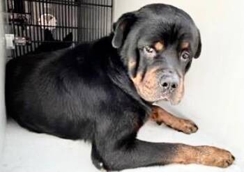 Rottweiler Dogs Available for Adoption in Houston, Texas - DEEBO | PetCurious