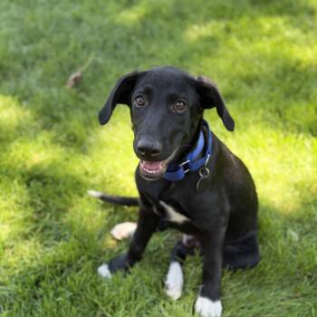 Bo -  Labrador Retriever and Border Collie Dog for Adoption in Chatham, New Jersey - Bo | PetCurious