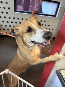 Rescue Mixed Breed Dogs for Adoption in West Chester, Pennsylvania - Cody | PetCurious