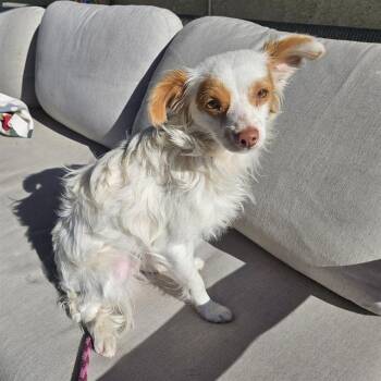 Chihuahua and Dachshund Dogs Available for Adoption in Camarillo, California - MARKIE | PetCurious