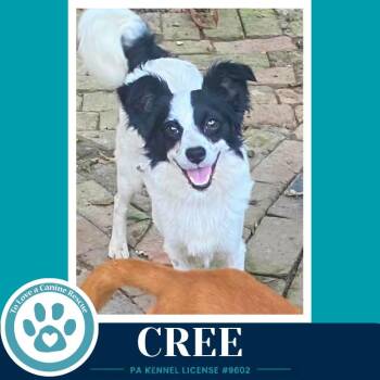 Cree 082226 -  Papillon Dog for Adoption in Kimberton, Pennsylvania - Cree 082226 | PetCurious