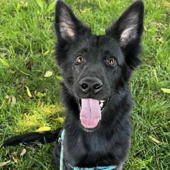 Ozzy -  Shepherd Dog for Adoption in Fort Collins, Colorado - Ozzy | PetCurious