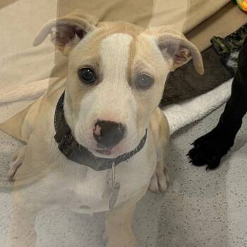 Mixed Breed Dogs Available for Adoption in Greensboro, Georgia - Tilly | PetCurious