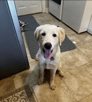 Pippa HTX -  Great Pyrenees Dog for Adoption in Quinlan, Texas - Pippa HTX | PetCurious