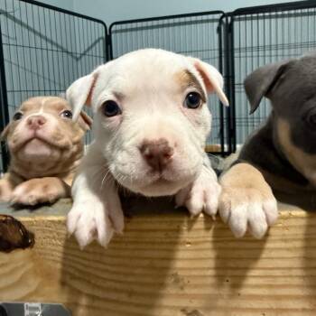 Hashbrown -  Pit Bull Terrier and Mixed Breed Dog for Adoption in Avon, Ohio - Hashbrown | PetCurious