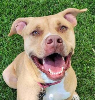 Stella -  Pit Bull Terrier Dog for Adoption in Golden, Colorado - Stella | PetCurious