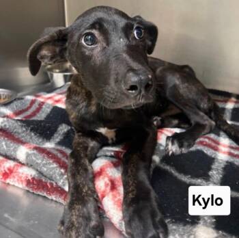 Kylo -  Labrador Retriever and Mountain Cur Dog for Adoption in Cedarburg, Wisconsin - Kylo | PetCurious