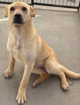 Labrador Retriever and Cattle Dog Dogs Available for Adoption - Wrenn | PetCurious