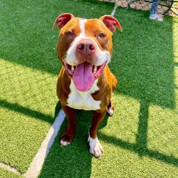 Tyrolite -  Pit Bull Terrier Dog for Adoption in Chatham, Virginia - Tyrolite | PetCurious