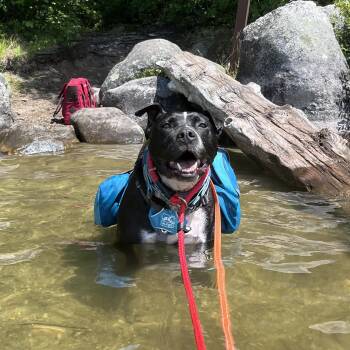 Machomans (FEE SPONSORED) -  American Staffordshire Terrier Dog for Adoption in Portland, Maine - Machomans (FEE SPONSORED) | PetCurious