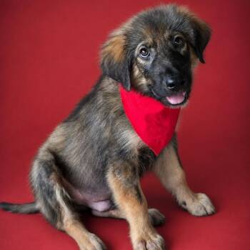 South -  German Shepherd Dog Dog for Adoption in Phenix City, Alabama - South | PetCurious