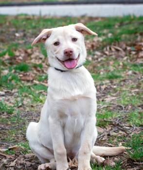 Sunny -  Australian Shepherd and Husky Dog Available for Adoption in Salisbury, Maryland - Sunny | PetCurious