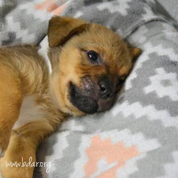 Salsa -  Chihuahua and Mixed Breed Dog for Adoption in Cheyenne, Wyoming - Salsa | PetCurious