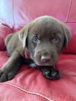 Paulie -  Labrador Retriever and Great Pyrenees Dog for Adoption in Churchville, New York - Paulie | PetCurious
