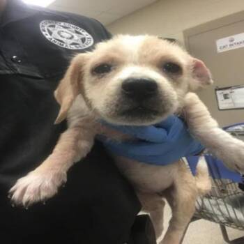 Fresca -  Maltese and Mixed Breed Dog for Adoption in Dover, New Hampshire - Fresca | PetCurious