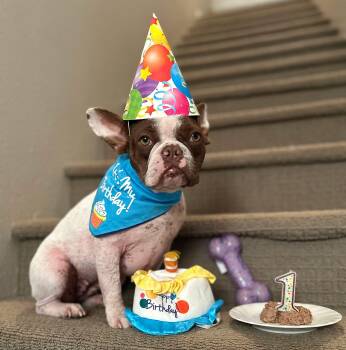 French Bulldog Dogs Available for Adoption in Claremont, California - Zoey | PetCurious