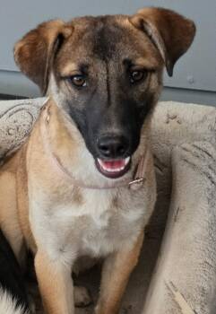 Anne -  Shepherd and Mixed Breed Dog for Adoption in Riverton, Wyoming - Anne | PetCurious