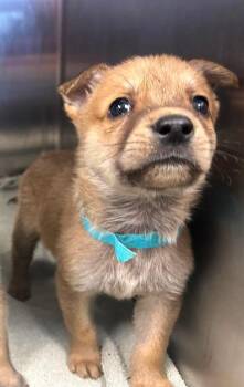 Snap -  German Shepherd Dog Dog for Adoption in Lodi, California - Snap | PetCurious