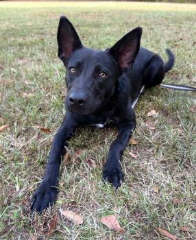 Gummie Bear -  German Shepherd Dog and Labrador Retriever Dog for Adoption in Attalla, Alabama - Gummie Bear | PetCurious
