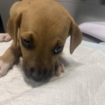 Ash -  Mixed Breed Dog for Adoption in Summerville, South Carolina - Ash | PetCurious