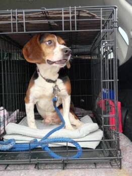 Ruger -  Beagle Dog for Adoption in Middletown, Connecticut - Ruger | PetCurious