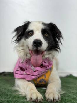 Dobby- -  Border Collie and Australian Cattle Dog Blue Heeler Dog for Adoption in Carlsbad, California - Dobby- | PetCurious