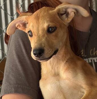 Dobby -  Mixed Breed Dog for Adoption in Lake City, Arkansas - Dobby | PetCurious