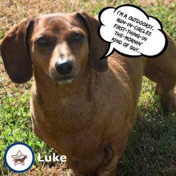Dachshund Dogs Available for Adoption - Luke In NC | PetCurious