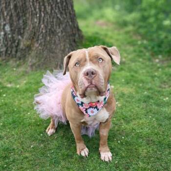 Mixed Breed Dogs Available for Adoption in West Chester, Pennsylvania - Tinkerbell | PetCurious