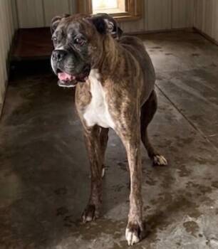 Charlie -  Boxer Dog for Adoption in Severance, Colorado - Charlie | PetCurious