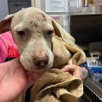 Toby -  Mixed Breed Dog for Adoption in Chattanooga, Tennessee - Toby | PetCurious