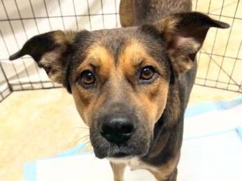 Lemon Drop -  Mixed Breed Dog for Adoption in Georgetown, Texas - Lemon Drop | PetCurious