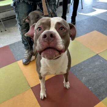 Mixed Breed Dogs Available for Adoption in Philadelphia, Pennsylvania - Marty | PetCurious