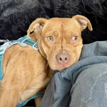 Georgina -  Mixed Breed Dog for Adoption in Gainesville, Florida - Georgina | PetCurious