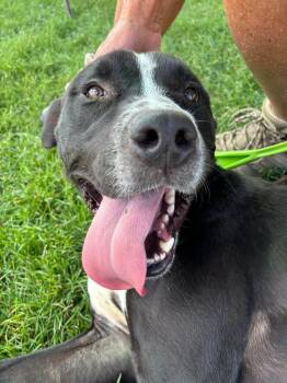 Tator Tot -  Pit Bull Terrier Dog for Adoption in Montrose, Colorado - Tator Tot | PetCurious