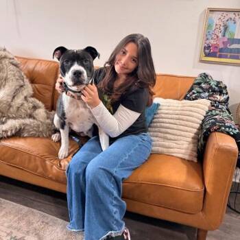 Harlen Franny Hocus Pocus Magic -  Pit Bull Terrier and Boxer Dog for Adoption in Friendswood, Texas - Harlen Franny Hocus Pocus Magic | PetCurious