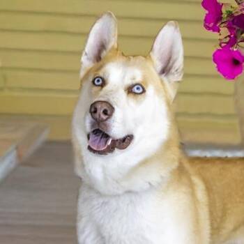 Percy -  Siberian Husky and Mixed Breed Dog for Adoption in Camano, Washington - Percy | PetCurious