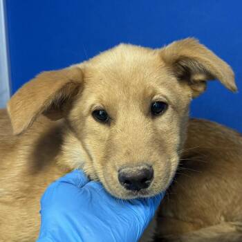 Mixed Breed Dogs Available for Adoption in Las Cruces, New Mexico - Tangerine | PetCurious