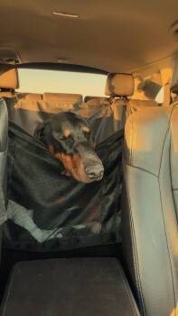 Nyx -  Doberman Pinscher Dog for Adoption in Minneapolis, Minnesota - Nyx | PetCurious