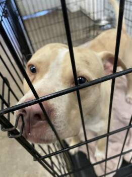 Cyber -  Pit Bull Terrier Dog for Adoption in Mobile, Alabama - Cyber | PetCurious
