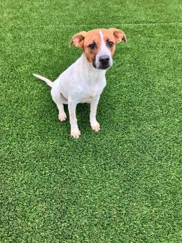 Mixed Breed Dogs Available for Adoption in Jackson, Tennessee - Hattie | PetCurious