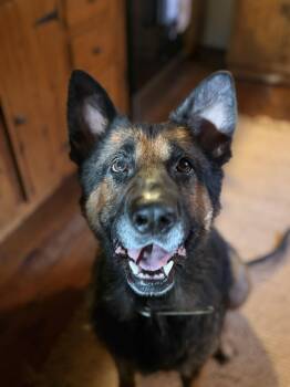 Cheif -  German Shepherd Dog Dog for Adoption in Cornelius, North Carolina - Cheif | PetCurious