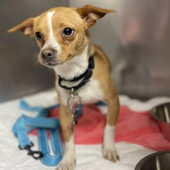 Chihuahua Dogs Available for Adoption in Savannah, Georgia - Sakura | PetCurious