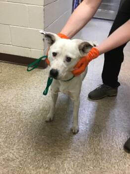 Australian Shepherd and Pit Bull Terrier Dogs Available for Adoption in Nacogdoches, Texas - Coconut | PetCurious
