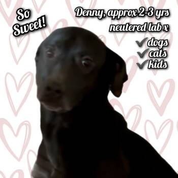 Rescue Black Labrador Retriever Dogs for Adoption in Plano, Texas - Denny | PetCurious