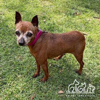 Miniature Pinscher Dogs Available for Adoption in Irvine, California - BITSY | PetCurious