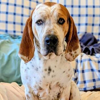 George -  Black And Tan Coonhound Dog Available for Adoption in St. George, Utah - George | PetCurious